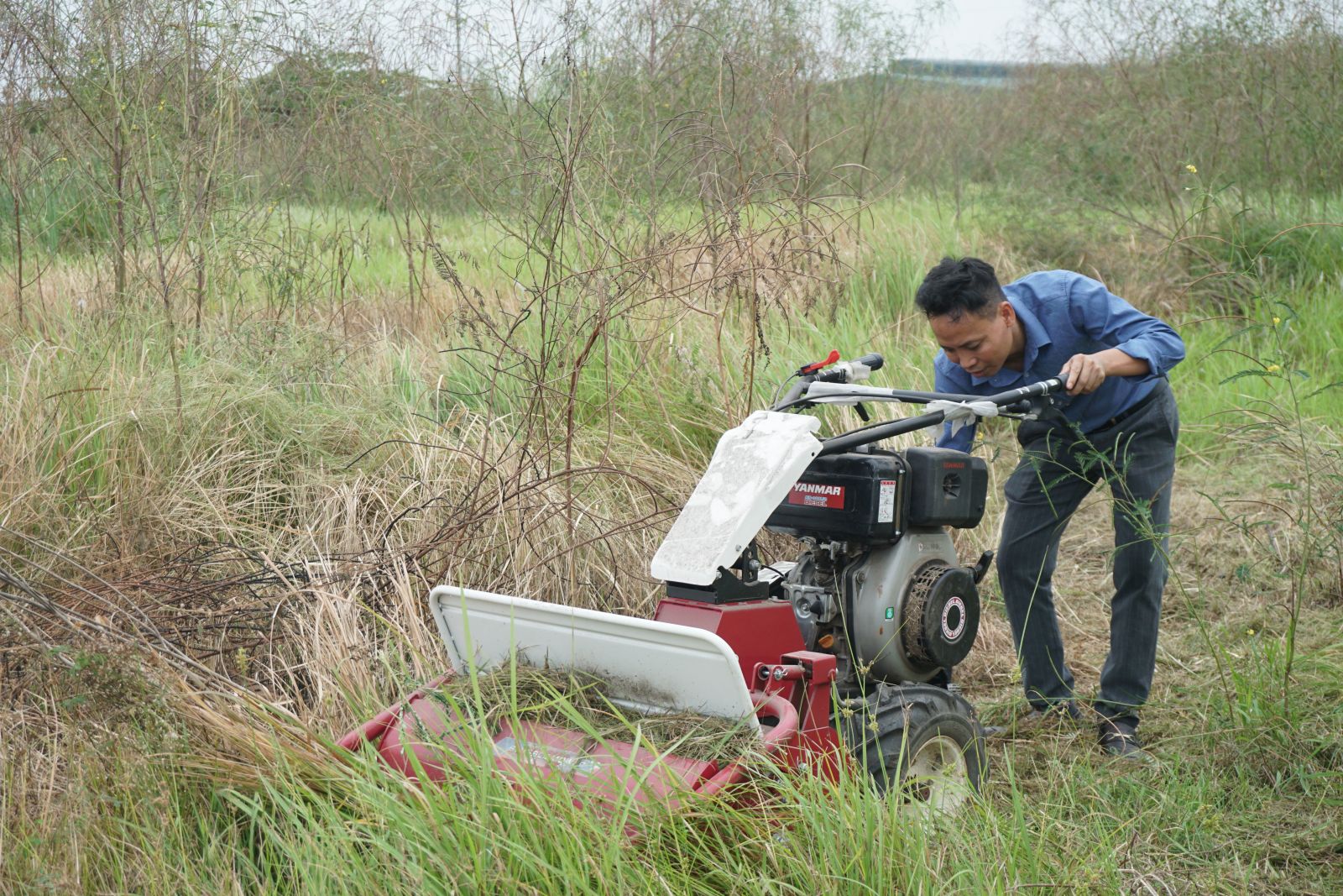 Sử dụng thử Máy băm cỏ chạy dầu Diesel - Băm, cắt mọi loại cỏ dại, cỏ cao